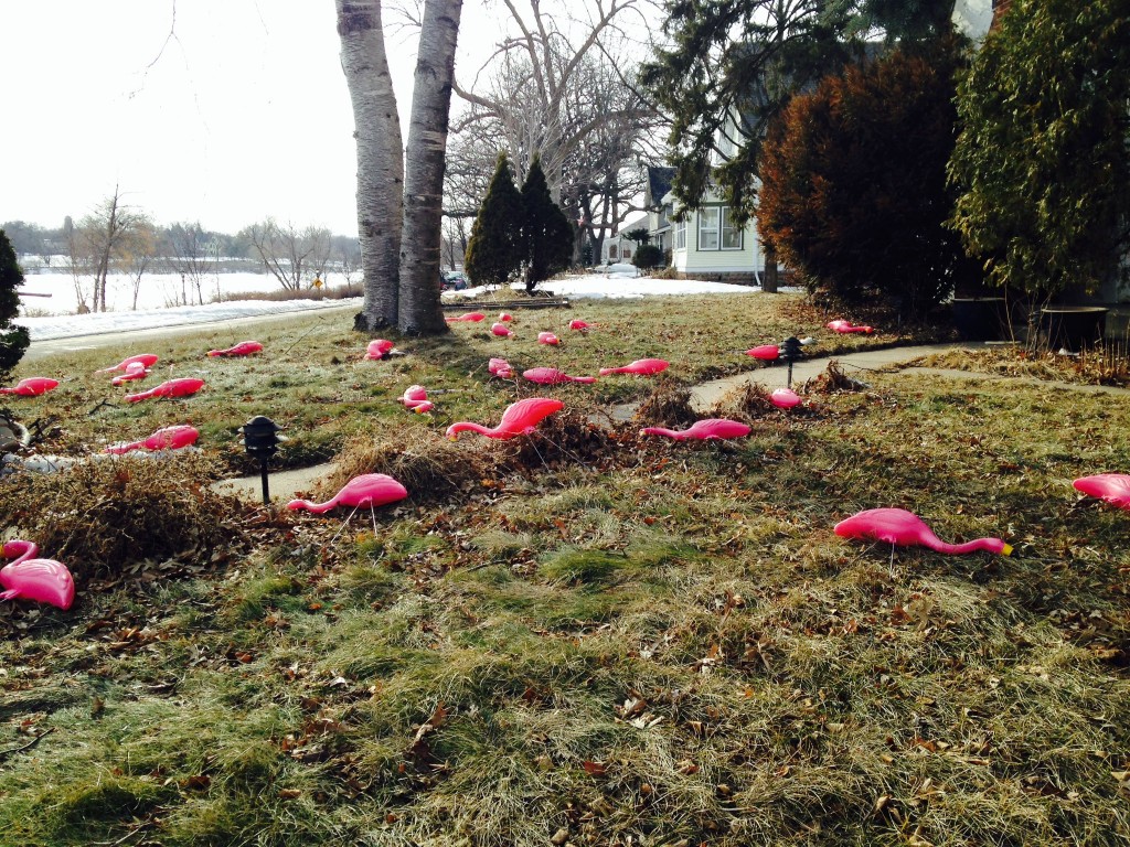 Pink flamingos in spring wind