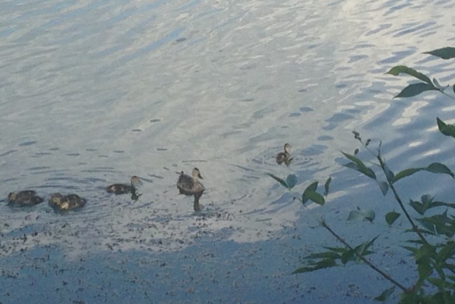 Ducks on Como Lake